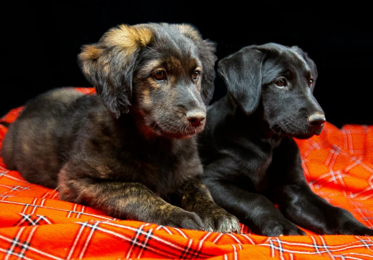 two gray dogs sitting next to each other on a blanket