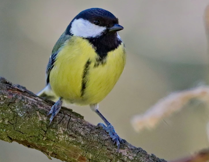 a small yellow and blue bird sitting on a nch