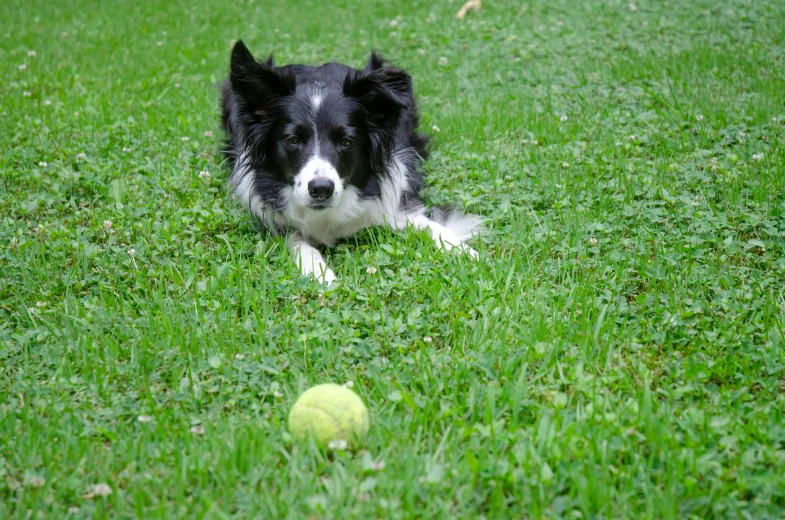 a dog sitting in a green field with a tennis ball