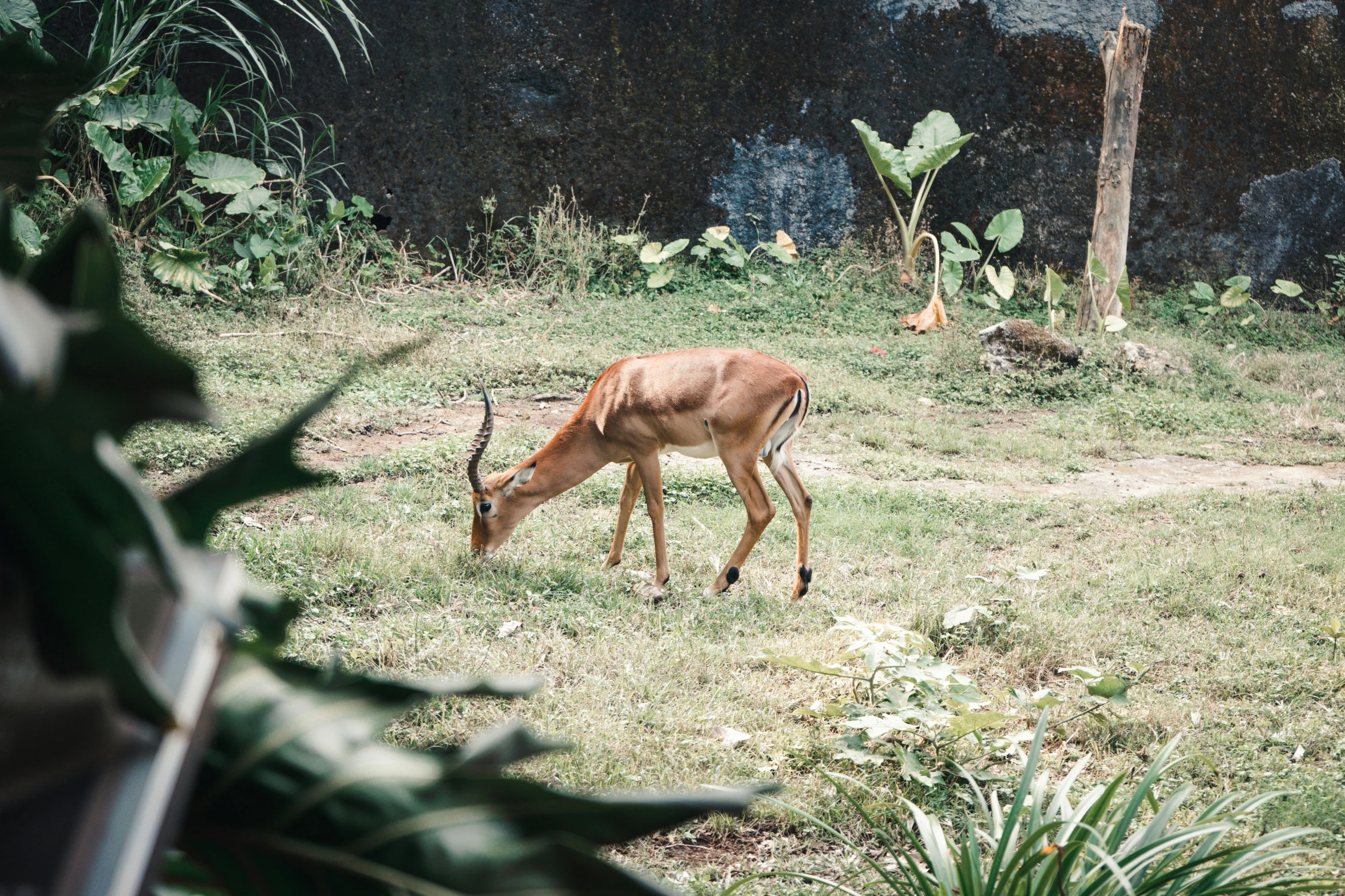 an animal grazing in the grass near a fence