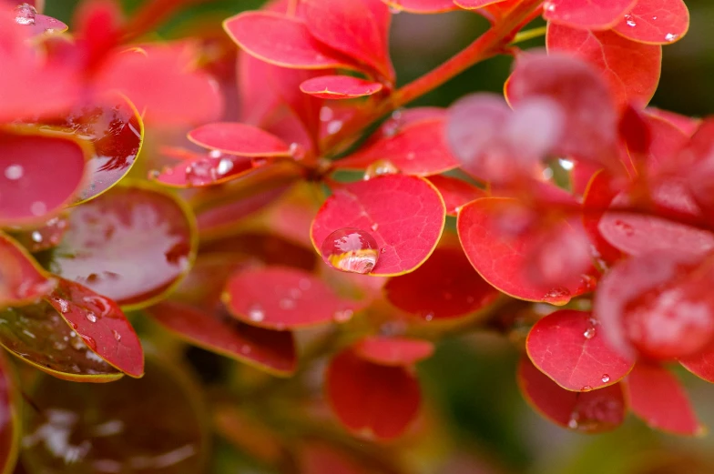 water droplets on small red flowers with green leaves