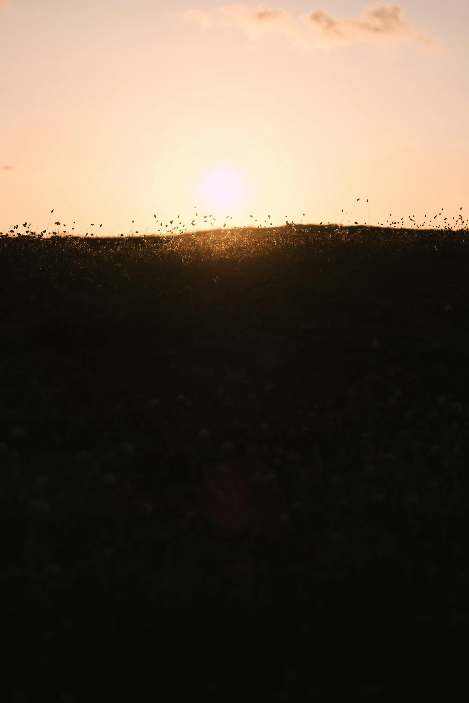 an image of sunset over grassy field with bird flying