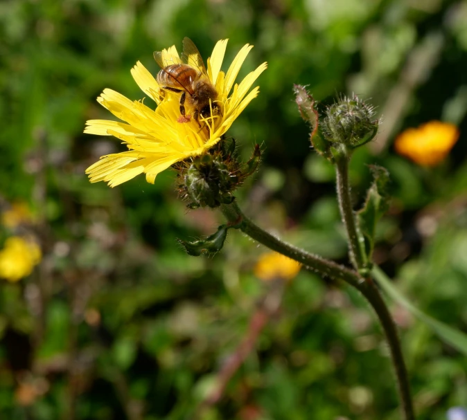 a small bee sitting on a flower in a garden