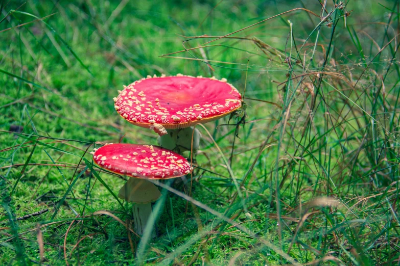 two mushrooms sitting on a field of grass