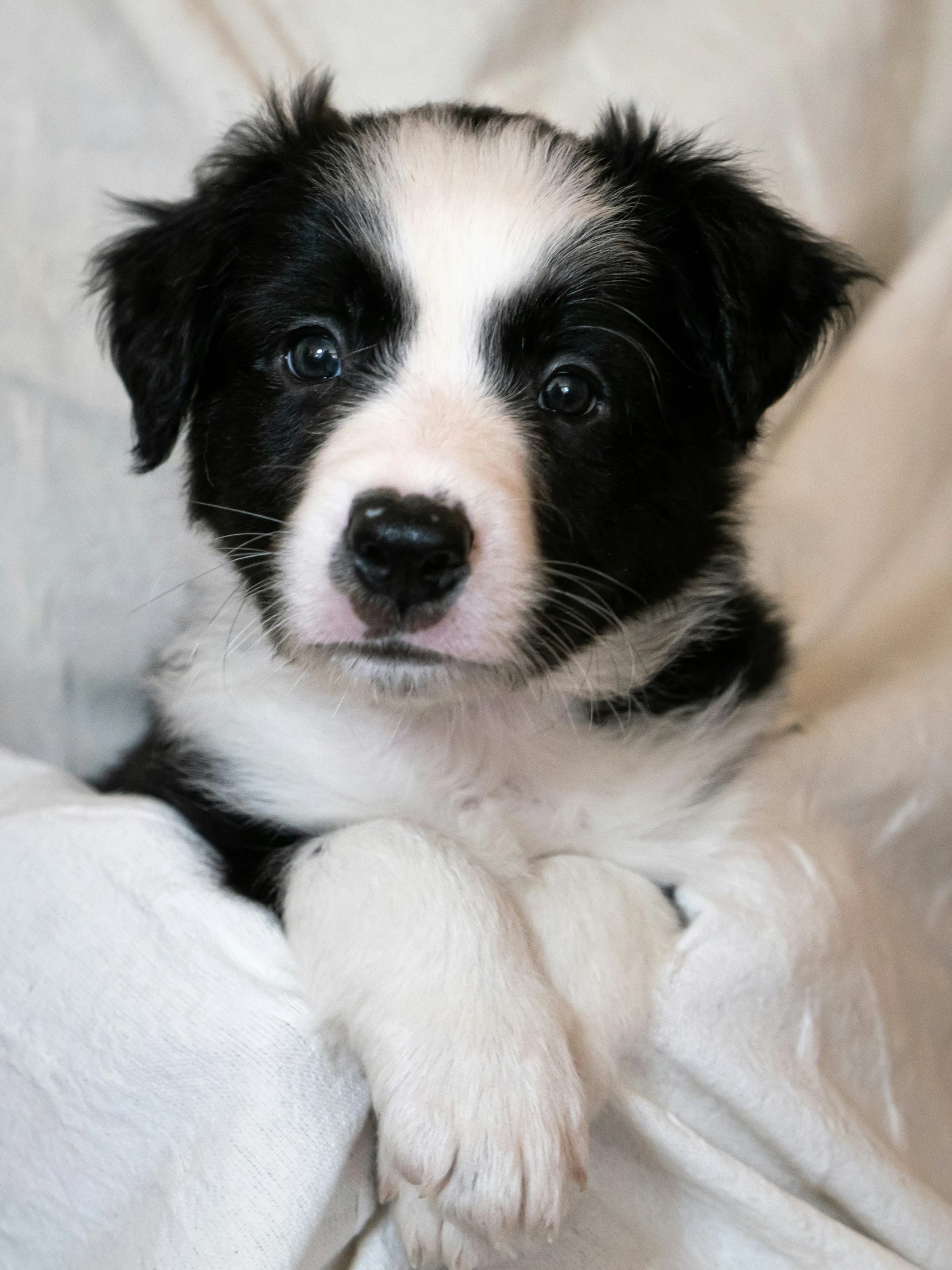 a cute black and white dog is laying on the bed