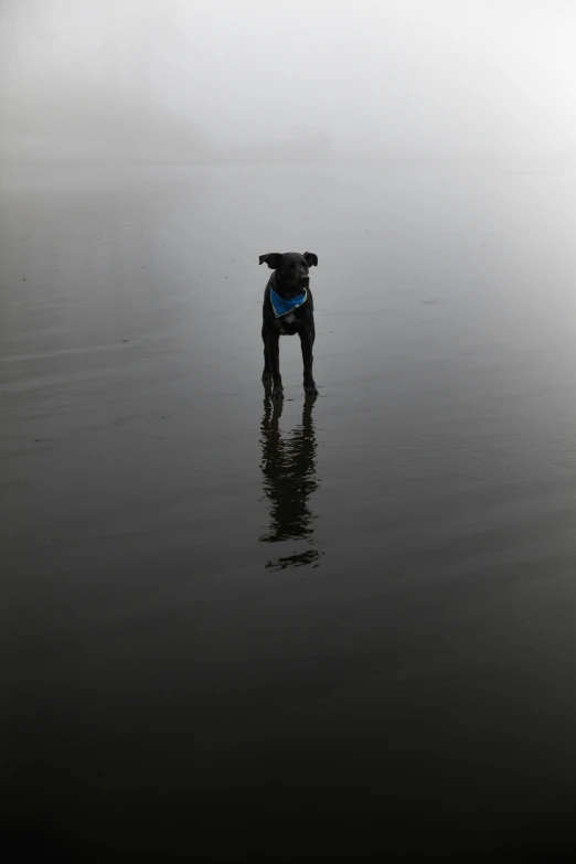 a dog is standing in a dark water area
