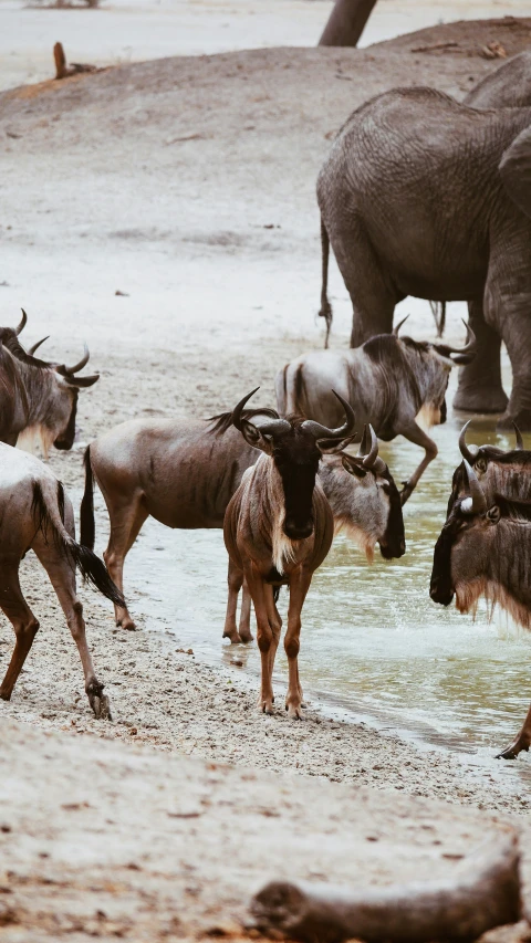 a herd of wildebeests splash and drink in the water