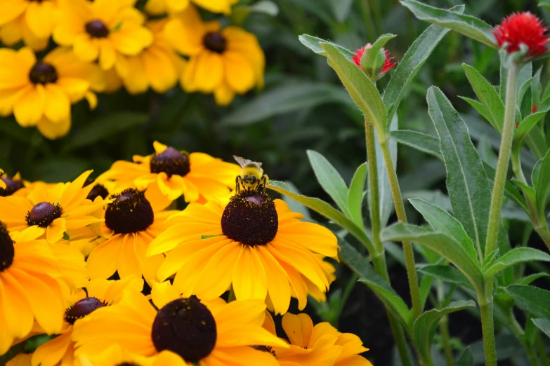 there is a bee sitting on the center of a bouquet