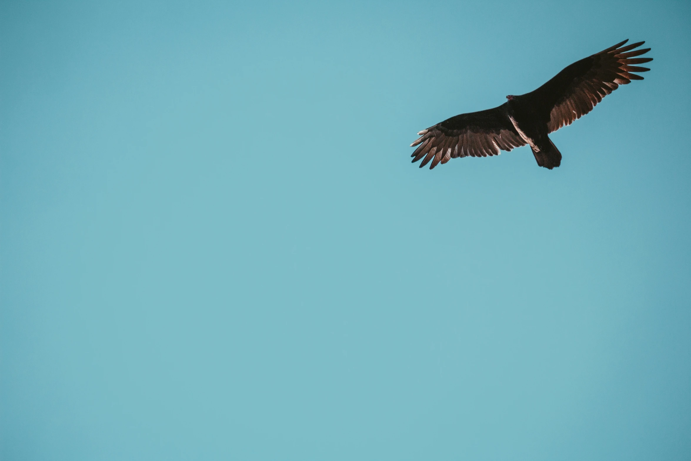 there is a bird flying in the blue sky