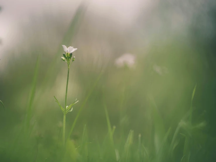 the white flower is growing in the grass