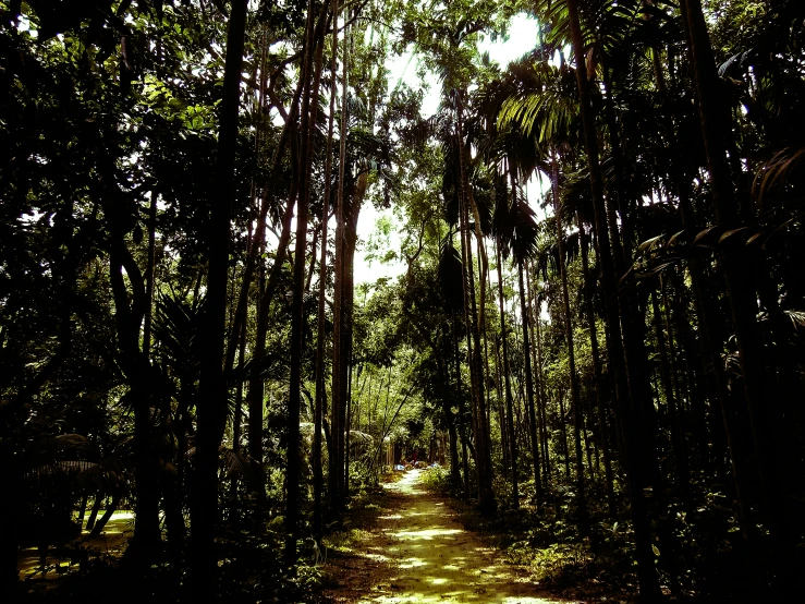 the shadows of trees on the path in the forest