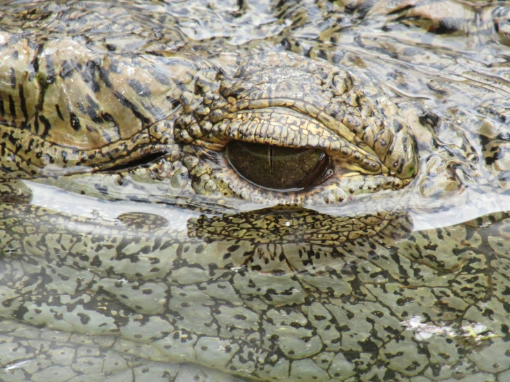 an image of an eye on a big alligator