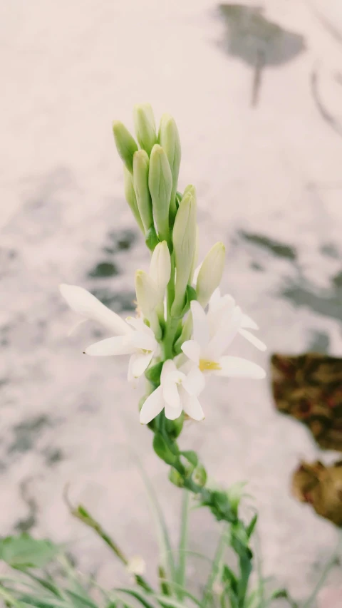 small white flowers are growing from the water