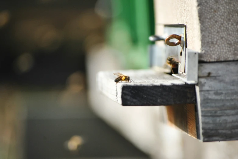 two bees are seen on a metal handle