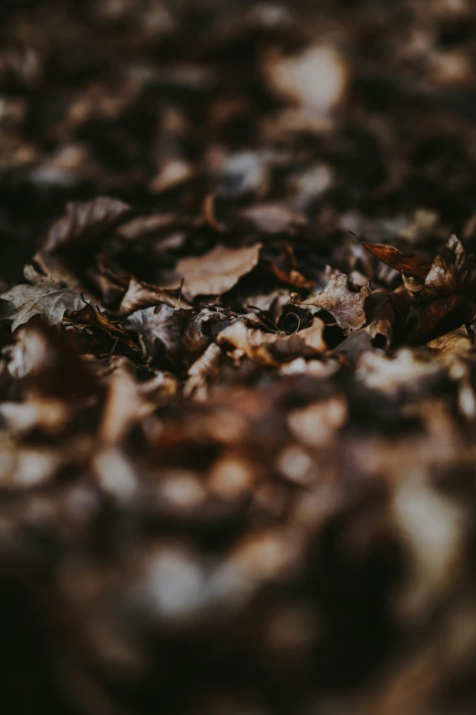 leaves lie on the ground covered with dirt