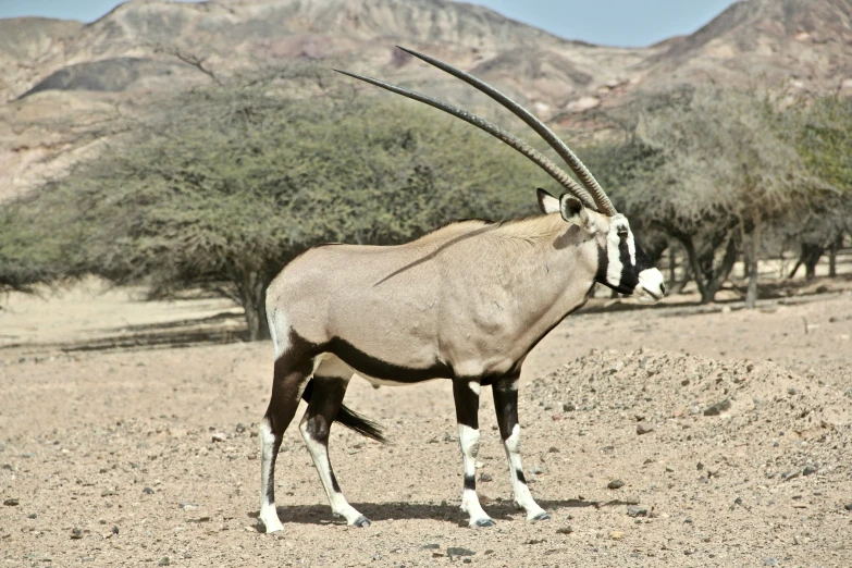 an antelope in the desert with mountains in the background