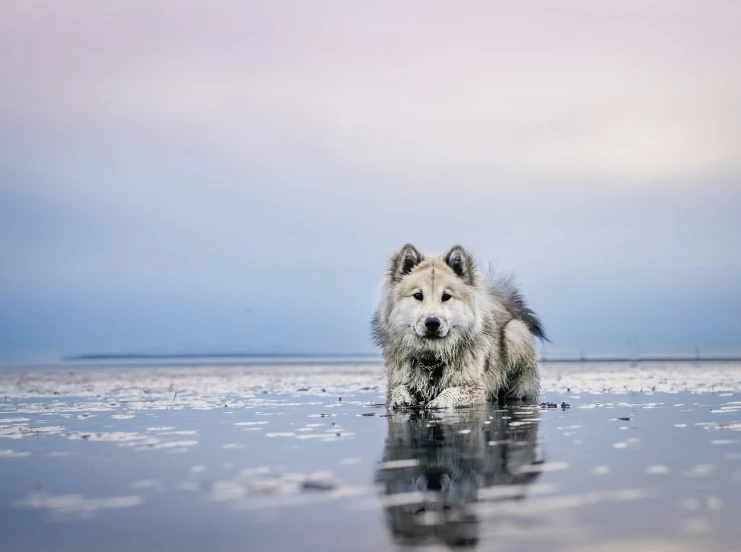 an animal that is standing in the water