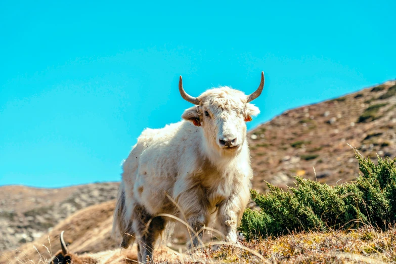 an animal that is standing in the grass