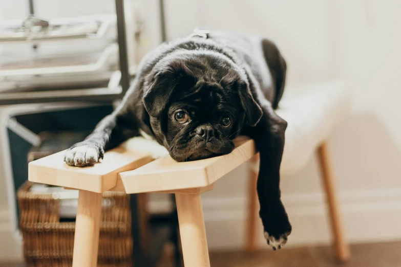 a dog lays on a table with its paw on the edge