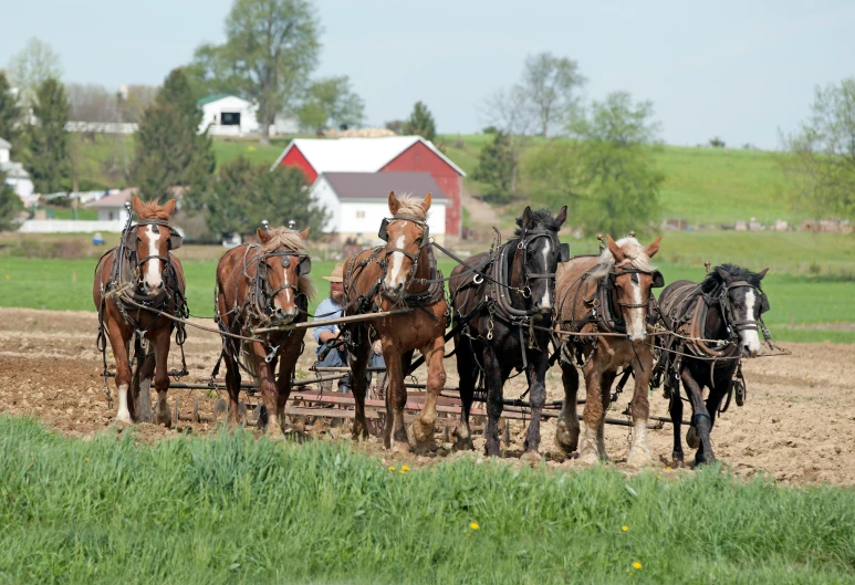 a group of horse drawn plow moving through the field