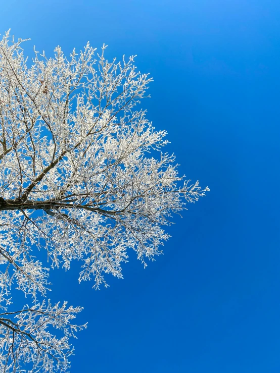 a blue sky with thin snow - covered nches