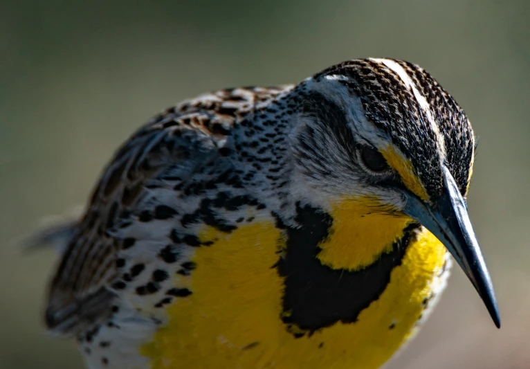 close up of small, spotted bird with a black - orange head and face