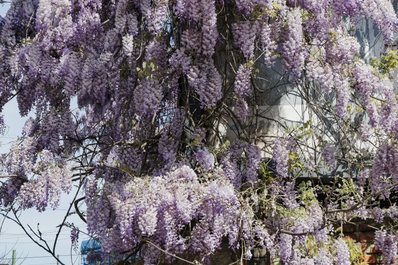a purple tree with flowers and nches next to a building