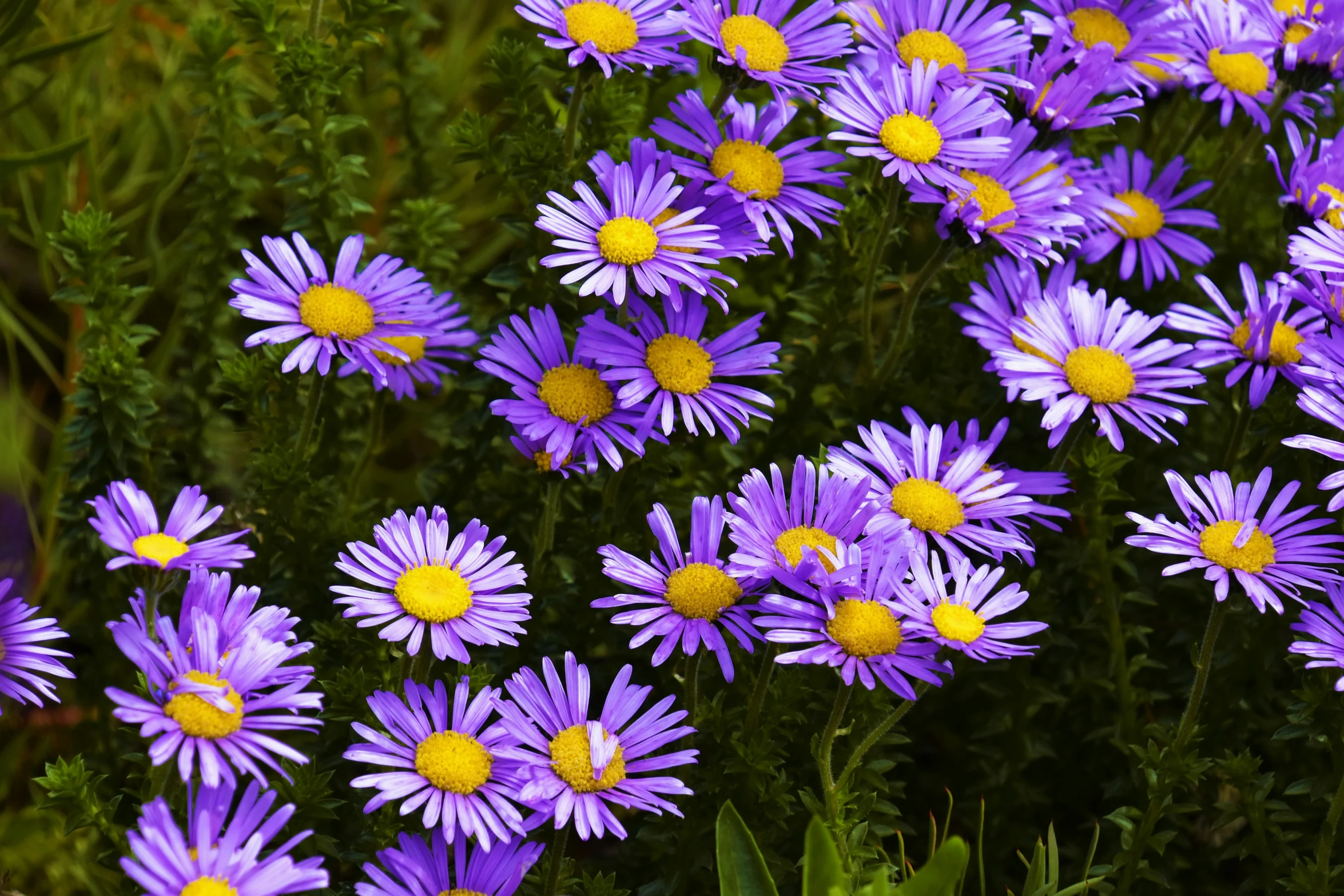 the small bunch of purple and yellow flowers are in bloom