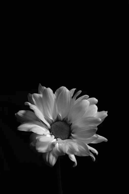 a black and white pograph of a flower