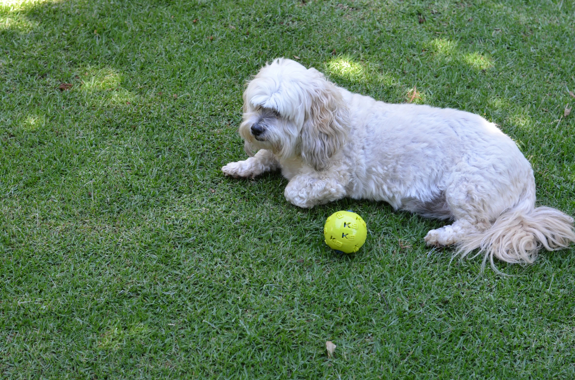 a dog laying in the grass with a yellow tennis ball