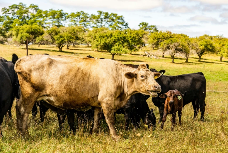 an image of a group of cows grazing in the pasture