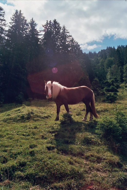 a horse that is standing on some grass