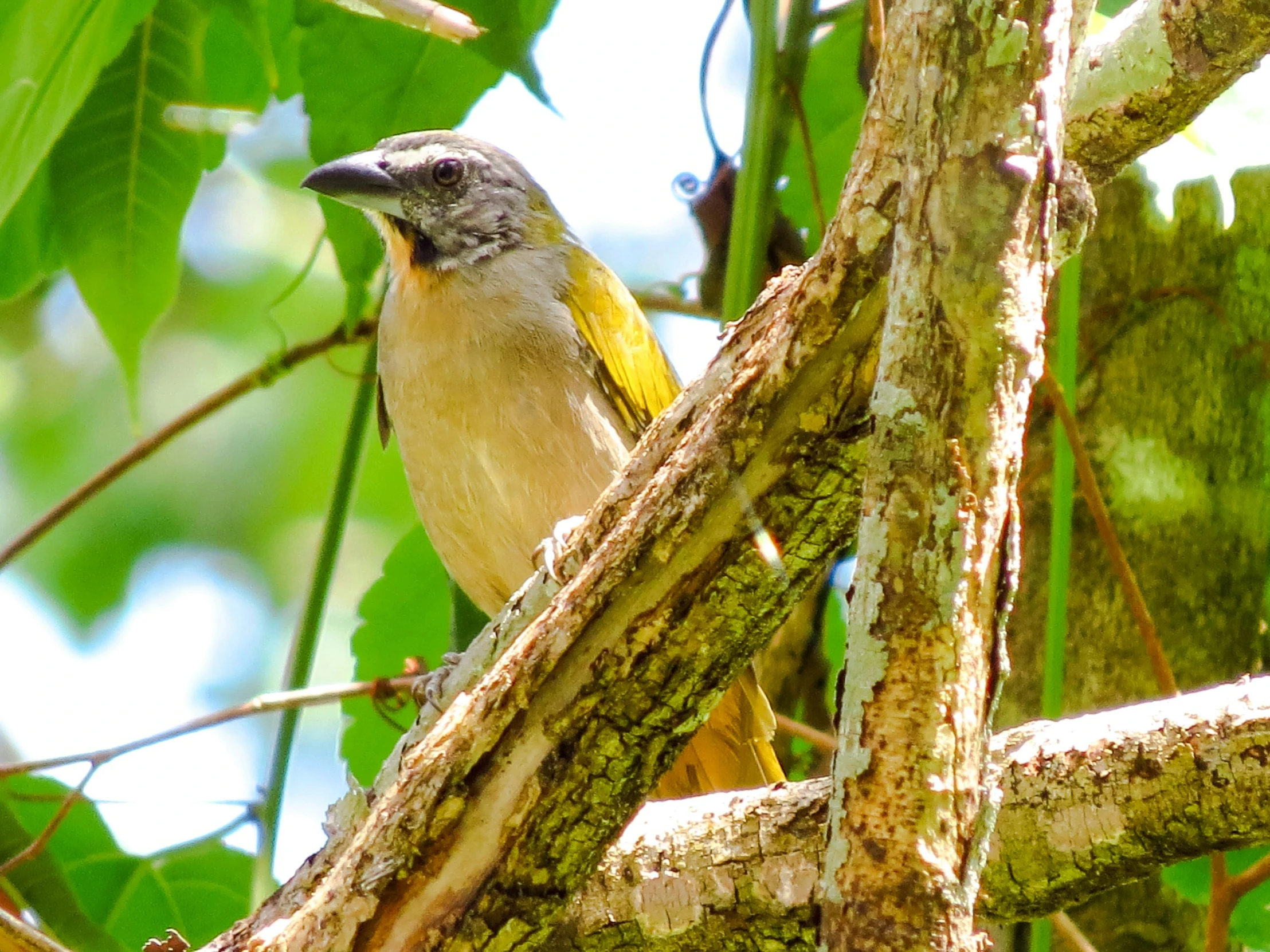 a yellow and gray bird perched on top of a tree nch