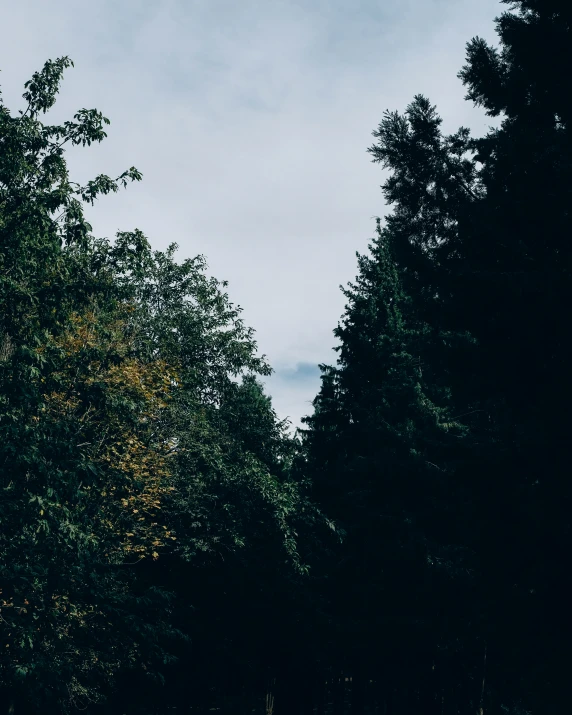 there is a red traffic sign standing between tall trees