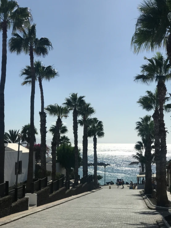 a street lined with palm trees next to the ocean