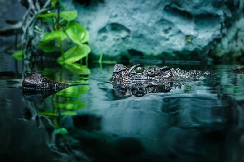 a large alligator is swimming near a rock