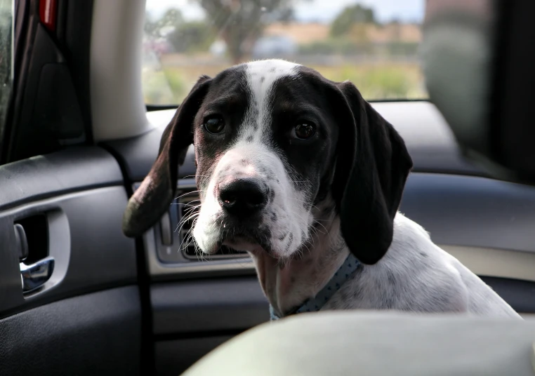 a dog sitting on the dashboard of a car