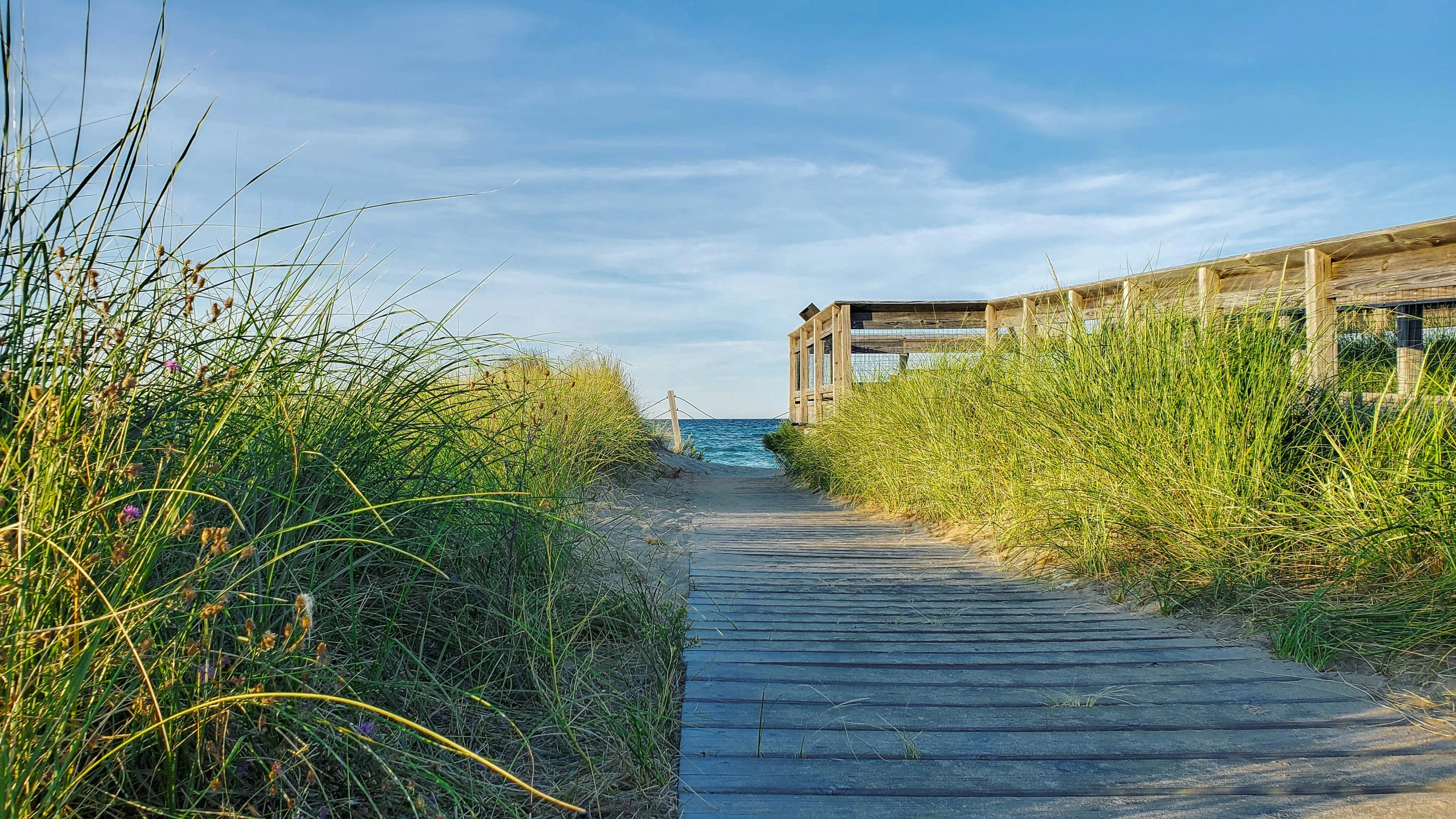 a pathway that is next to tall grass