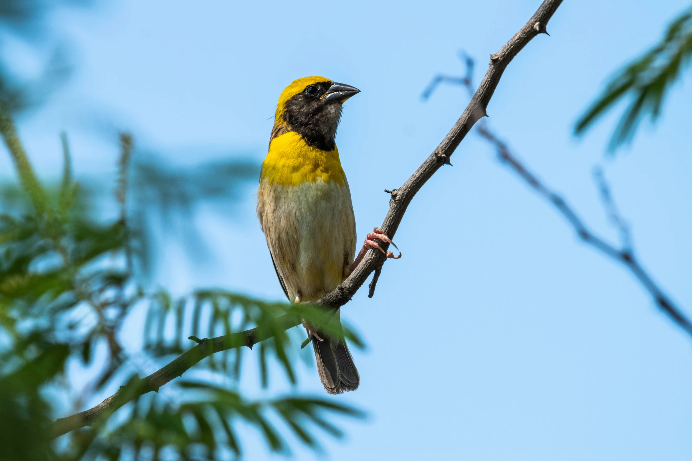 a small yellow and brown bird sitting on top of a tree nch