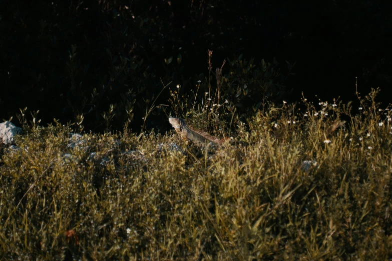 some dead birds sitting on top of the grass