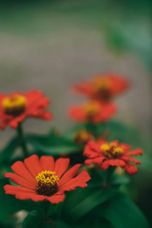 some red flowers that are outside on some green leaves