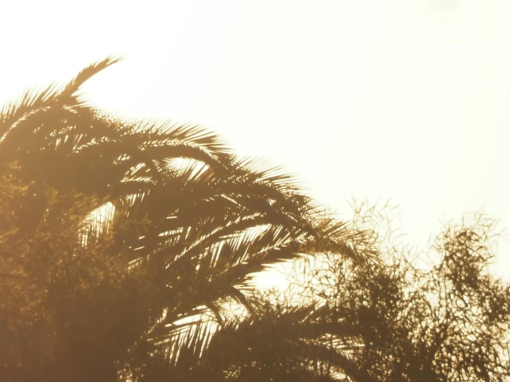 a view of the sky, with trees and a plane