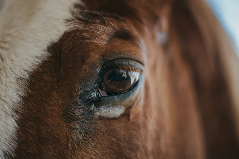 the horse's eyes have very little eyeballs