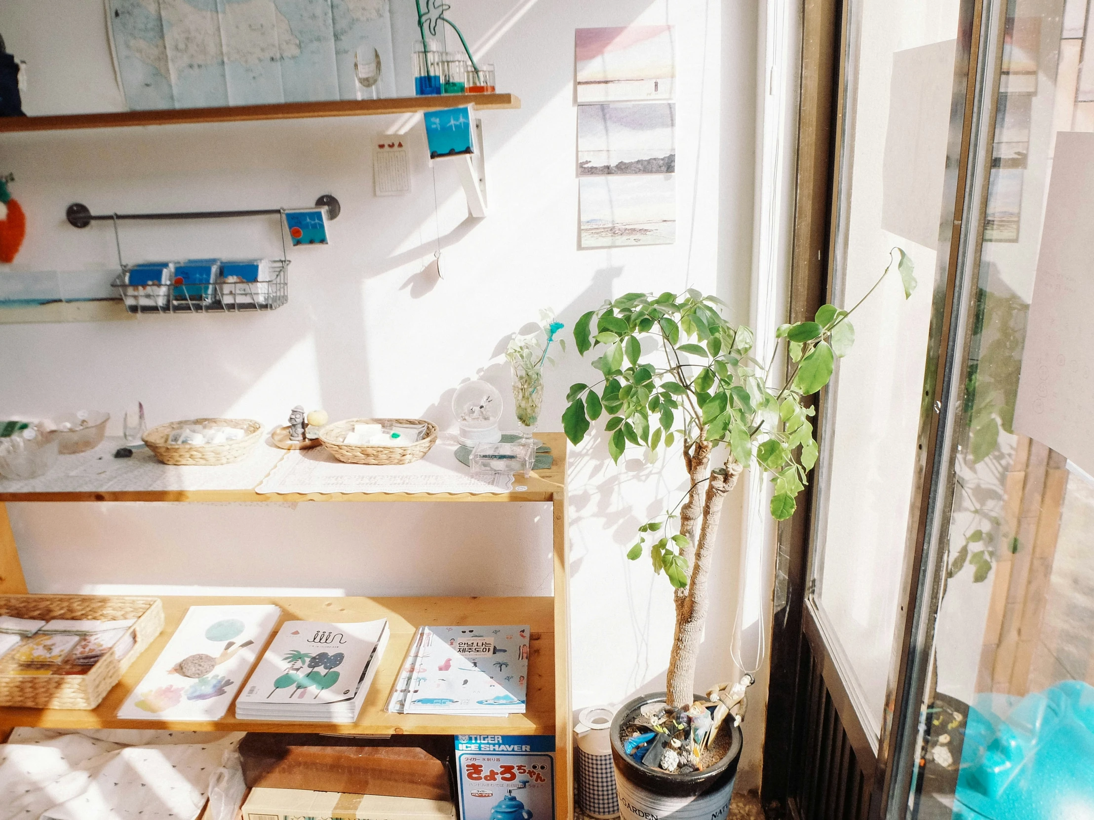 a houseplant in a pot next to the windows