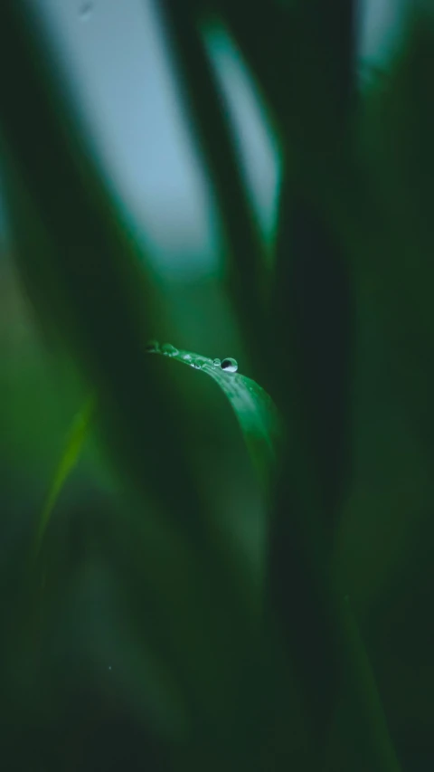 a blurry po of a water drop on a leaf