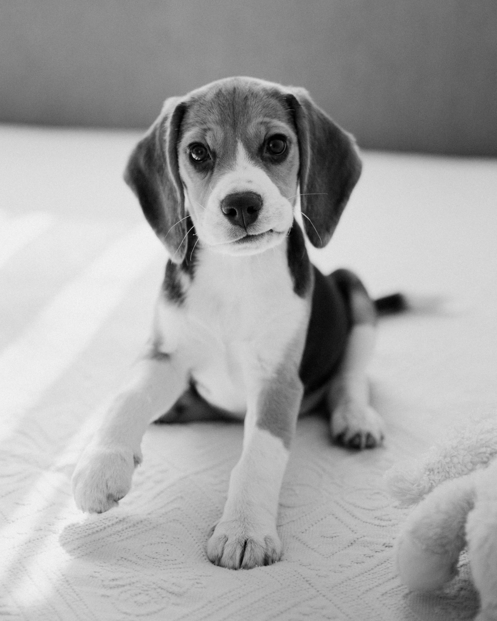 a beagle puppy laying on a bed looking up