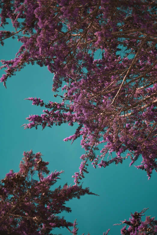 view from below of nches with bright pink flowers and clear sky