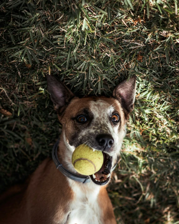 the dog is playing with his tennis ball outside