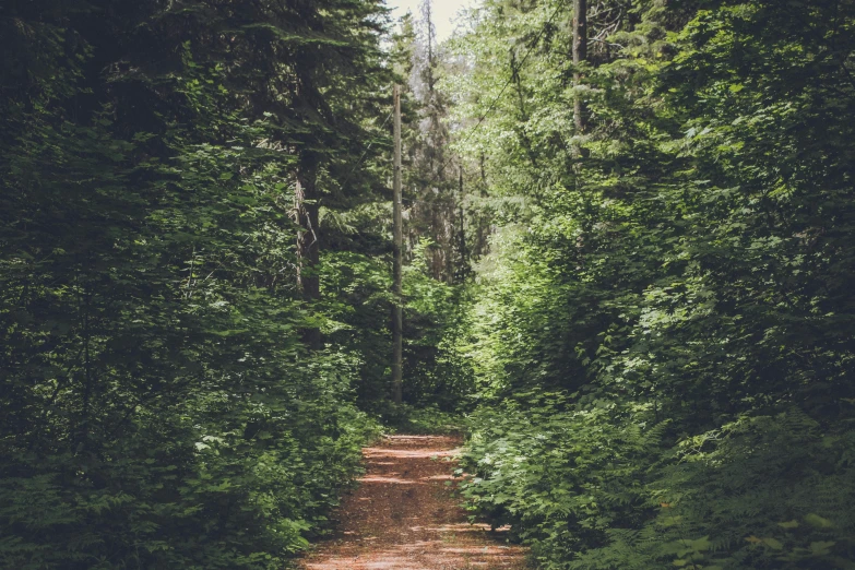 a small road is surrounded by greenery