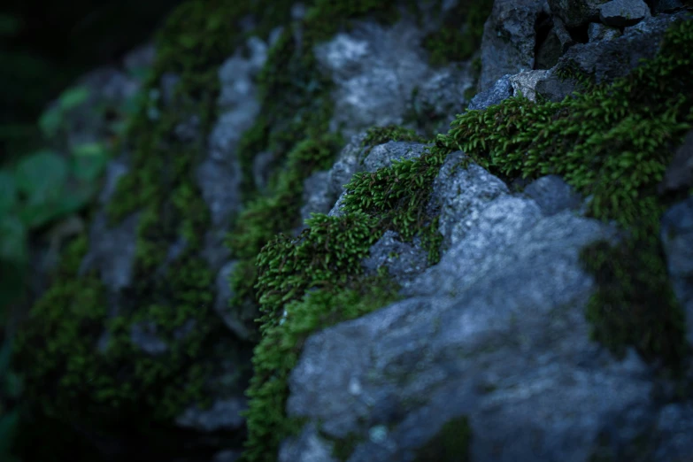 the ground covered in moss is covered in dark gray rock